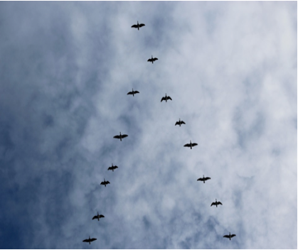 One example of emergent phenomena are the flight patterns of geese. One goose alone flies as it wishes but a collection of geese come together to form a v-shaped pattern that affects the overall movement of the geese.