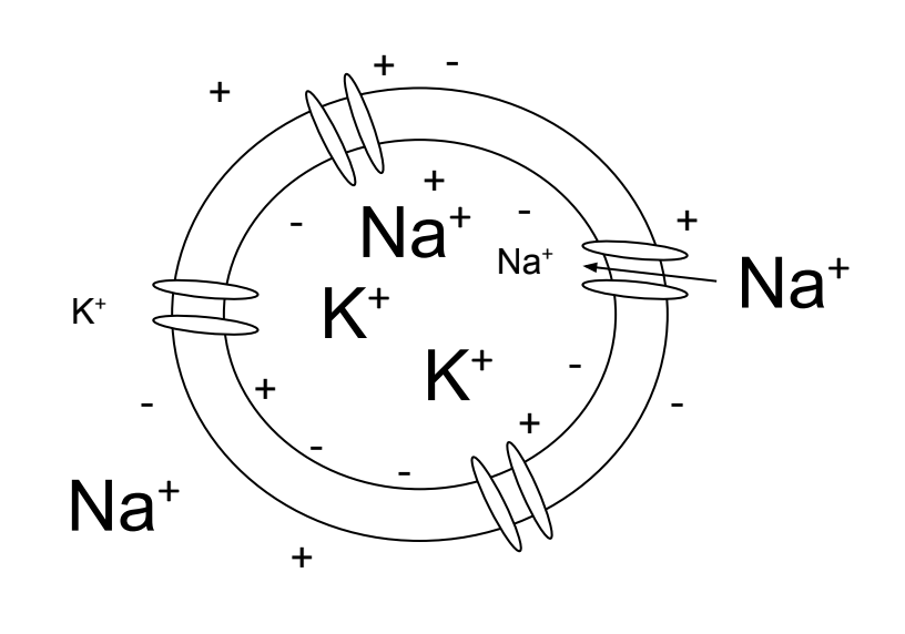 A cell at rest has more potassium ions intracellular than extracellular and more sodium ions extracellular than intracellular. There is a negative net charge within the cell being maintained by the  voltage gradient.