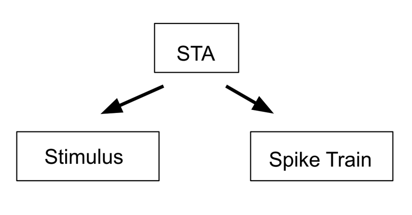 The spike triggered average can be used to calculate both the stimulus and the spike train.